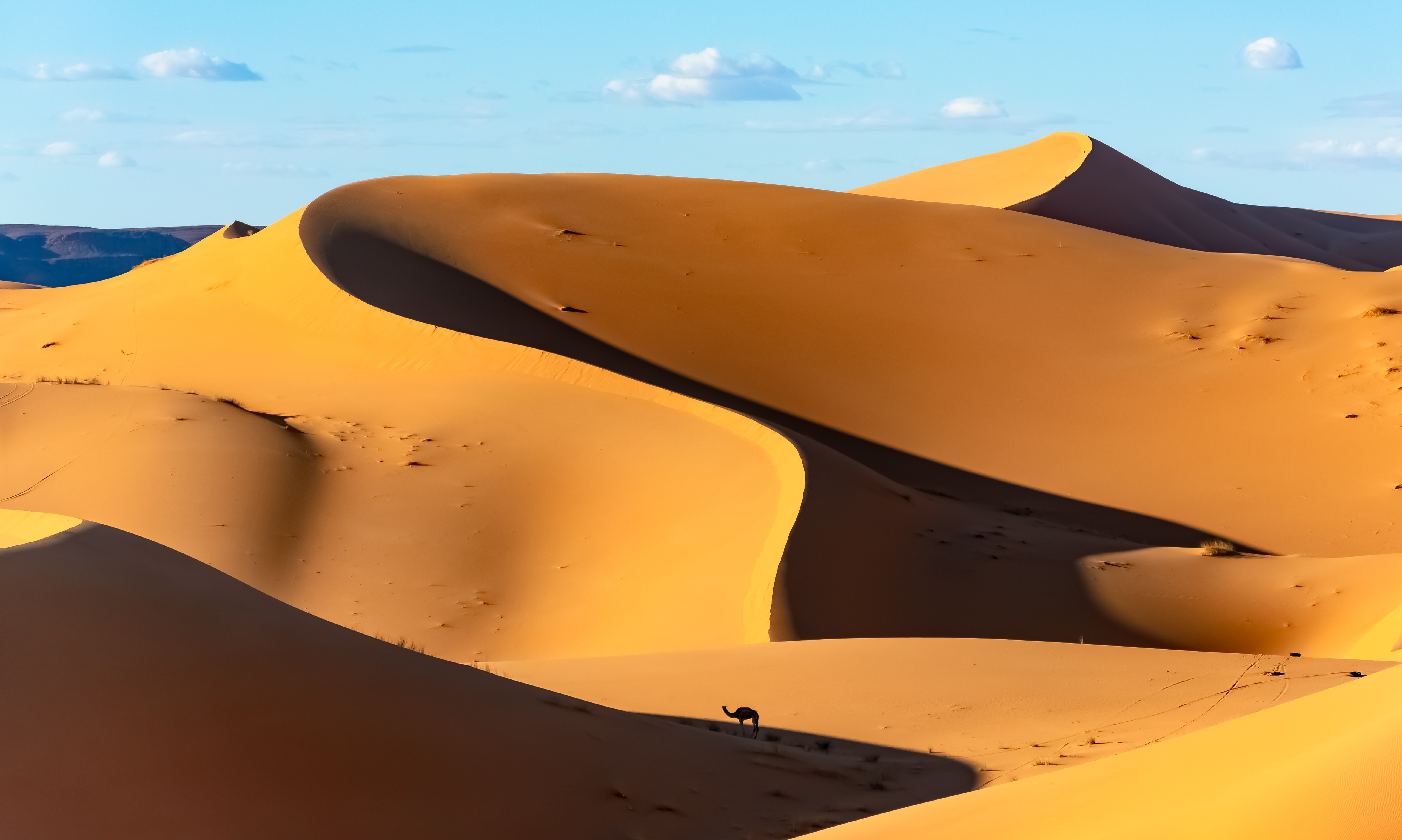 Dromedary camel in the Sahara Desert.