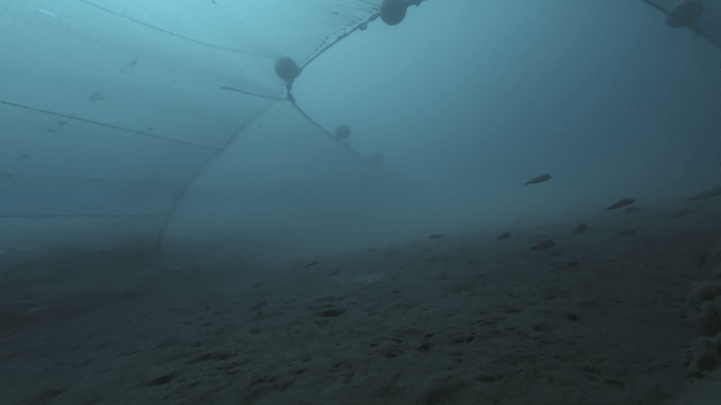 Underwater net with fish swimming beneath.